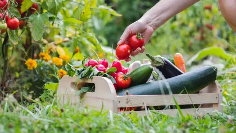 Tomatoes being placed in a basket with other vegetables freshly picked